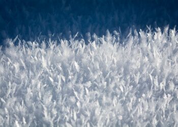 Making the Right Investment: The Long-Term Value of a Degree from India