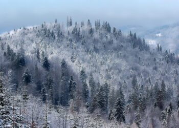 Beyond Graduate Studies: Understanding India’s Highest Degree Options