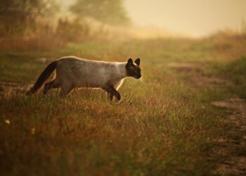 The Pros and Cons of the Degree Credit System: Examining the Benefits and Challenges