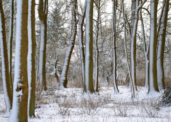 Beyond Numbers: Exploring Alternative Approaches to the Degree Credit System