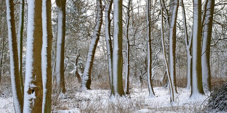 Beyond Numbers: Exploring Alternative Approaches to the Degree Credit System