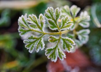 The Power of Choice: Decoding the Degree Credit Transfer Process