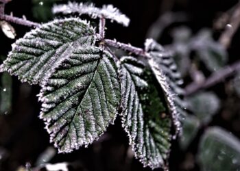 The Impact of Degree Credit Systems on Student Success and Graduation Rates